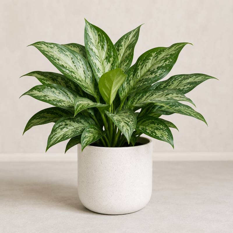Indoor Plant Hire